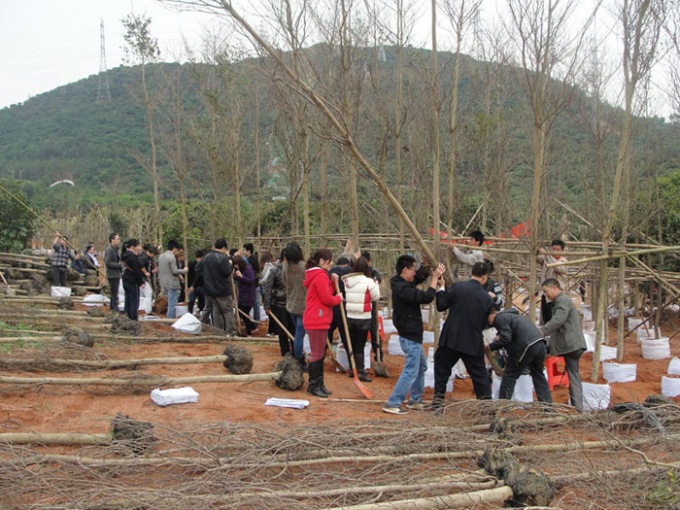 3.12植樹(shù)活動(dòng)