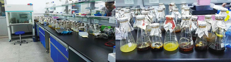 華農中綠生物科技研究院