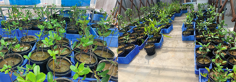 低矮型紅樹植物繁育與淺灘植被修復(fù)技術(shù)