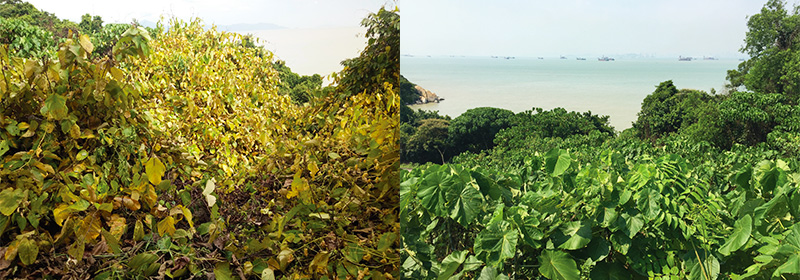 有害藤本生態(tài)防治技術(shù)